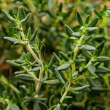 Thyme Tomillo