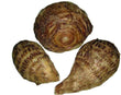 Mapuey