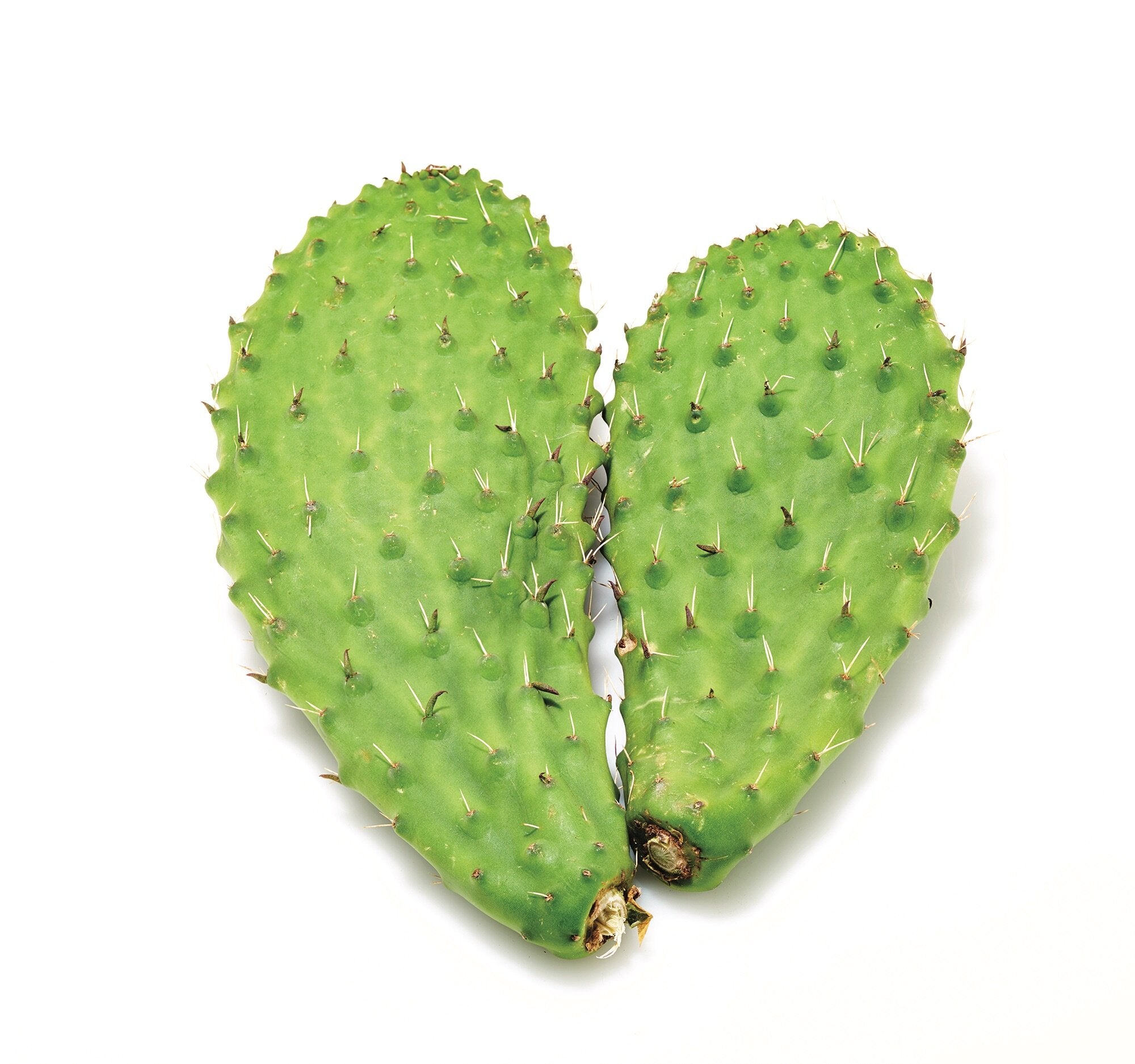 Nopal
