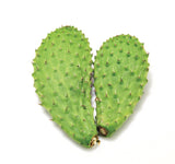 Nopal
