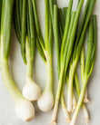 Cebollin Scallion