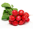 Radishes / Rabano Bunch